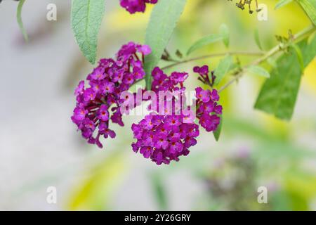 Belles fleurs violettes Buddleja davidii, gros plan. lilas d'été, buisson papillon, oeil orange. Plante à fleurs de la famille des Scrophulariaceae. Banque D'Images