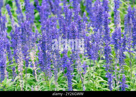 Belles fleurs violettes de Salvia farinacea. la sauge mealycup, la sauge farineuse. Banque D'Images