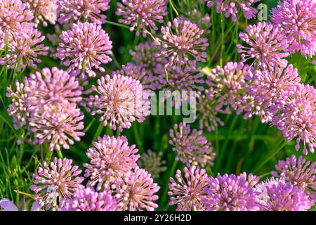 Belles fleurs roses Allium angulosum. l'ail de souris. Fond floral. Banque D'Images