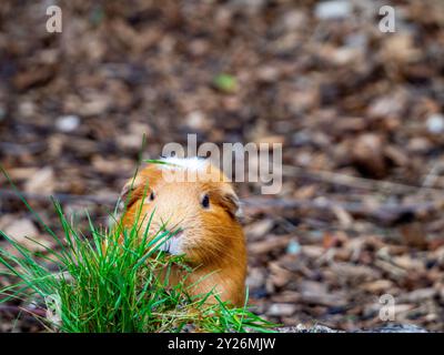 Hamster syrien doré regardant derrière une touffe d'herbe. Banque D'Images