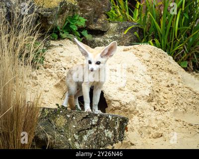 Le renard fennec (Vulpes zerda) est un petit renard crépusculaire originaire des déserts d'Afrique du Nord. Banque D'Images