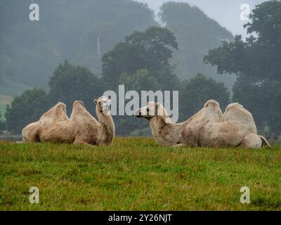 Une paire de chameaux de Bactriane (Camelus bactrianus), également connu sous le nom de chameau de Mongolie, chameau de Bactriane domestique ou chameau à deux bosses, repose sur le sol. Banque D'Images