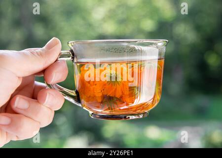 Main de femme tenant Calendula officinalis le souci de pot, ruddles, souci commun ou souci écossais, plante fleur tisane en verre clair. Banque D'Images