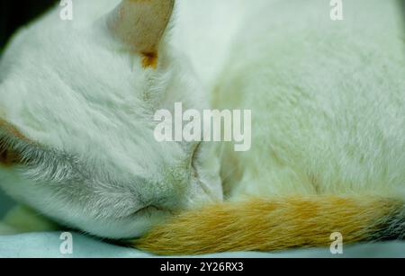 Un gros plan paisible d'un chat blanc dormant, enroulé dans une boule avec sa queue enroulée autour de son corps. L'accent est mis sur la texture douce du chat Banque D'Images
