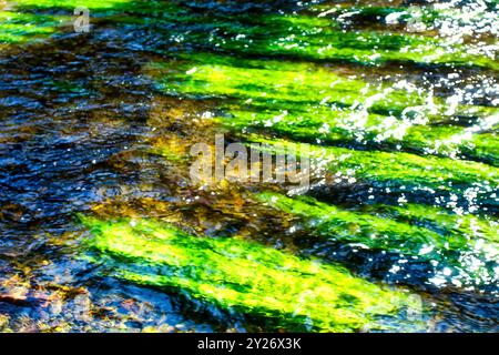 Vue sur la surface de l'eau de la rivière Würm avec des algues vertes intenses et des plantes, avec mouvement de l'eau Banque D'Images