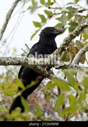 Anis à bec lisse, Glattschnabelani, Ani à bec lisse, Crotophaga ani, simacsőrű ani, île de Santa Cruz, Galápagos, Equateur, Amérique Banque D'Images