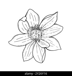 Illustration isolée de vecteur de fleur de Lotus sur fond blanc. Croquis graphique monochrome réaliste à tête de nénuphar multipétales asiatique. Vue de dessus Illustration de Vecteur