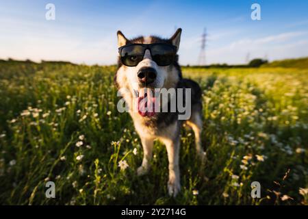 Drôle de photo avec chien, un Husky ??dans des lunettes de soleil dans le champ le jour d'été. Banque D'Images