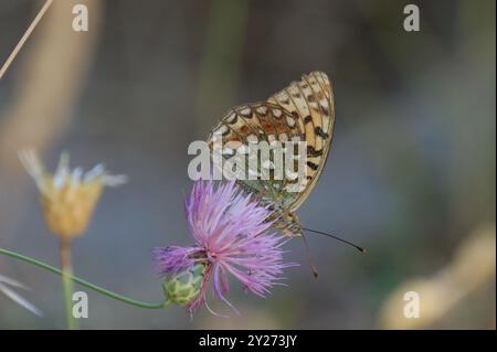 Papillon fritillaire brun élevé - Argynnis adippe Banque D'Images