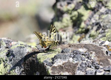 Papillon à queue d'aronde - papilio machaon reposant sur un rocher avec lichen Banque D'Images