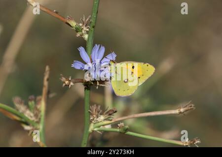 Papillon jaune nuageux mâle - Colias croceas nectaring sur une fleur bleue Banque D'Images