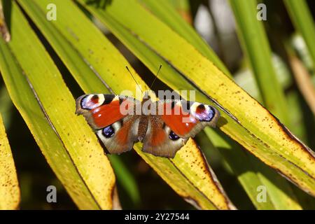 Papillons de paon (Aglais io, Inachis io), famille des Nymphalidae. Avec des ailes déployées sur les feuilles de palmier chinois Trachycarpus fortunei Banque D'Images