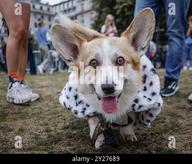 Portrait de Corgi au défilé à Londres. Banque D'Images