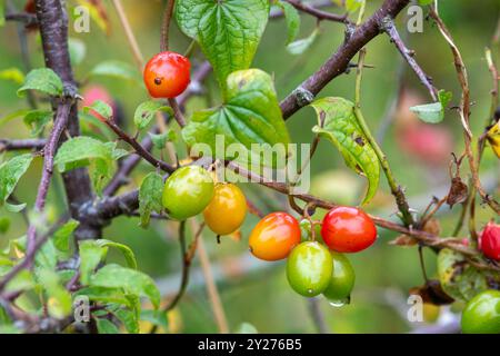 Baies colorées de bryony noir (Tamus communis), une plante grimpante, en automne ou septembre, Hampshire, Angleterre, Royaume-Uni Banque D'Images