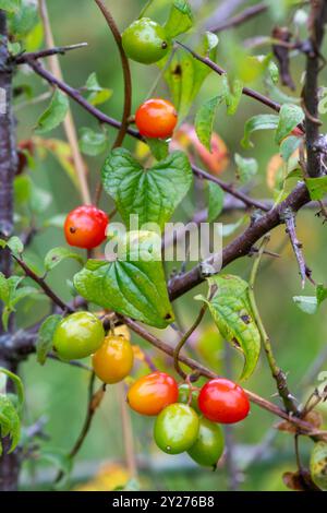 Baies colorées de bryony noir (Tamus communis), une plante grimpante, en automne ou septembre, Hampshire, Angleterre, Royaume-Uni Banque D'Images