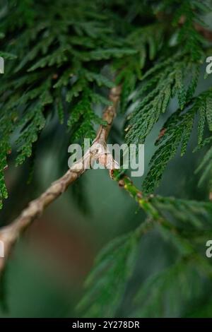 gros plan des branches de la thuja pilcata, plus communément appelée cèdre rouge occidental ou cèdre rouge du pacifique. Ce vert persistant est natif de N. Banque D'Images