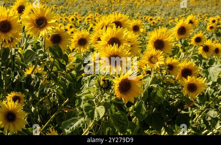 Tournesols jaunes fleurissant dans une ferme à la périphérie de York, North Yorkshire. ROYAUME-UNI Banque D'Images