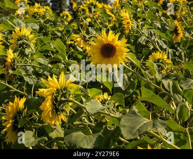 Gros plan de tournesols en plein soleil, penchés, battus et endommagés par des vents violents. Banque D'Images