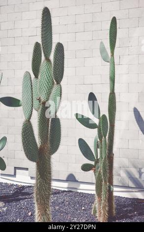 Cactus de barbarie contre le mur, mise au point sélective, coloration appliquée. Banque D'Images