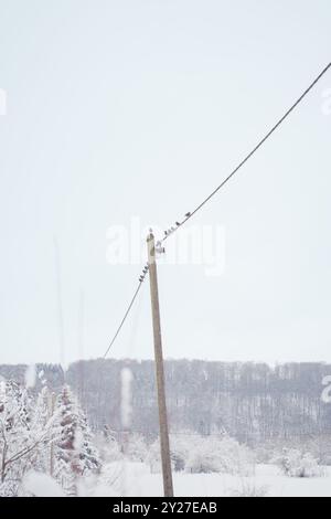 Groupe d'oiseaux assis sur une ligne électrique près d'un poteau en bois lors d'une journée d'hiver enneigée dans la nature Banque D'Images