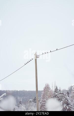 Groupe de caryocatactes Nucifraga assis sur une ligne électrique lors d'un jour d'hiver enneigé Banque D'Images