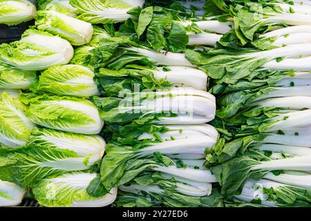 Chou chinois et Pekinensis. Fond Bok choy. Légumes d'épicerie verts sur le marché alimentaire. Aliments biologiques. Bok choy végétal biologique. Arrière-plan de o Banque D'Images