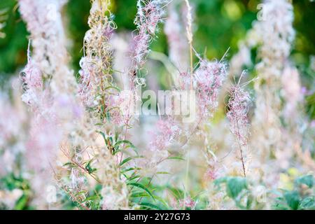 blühende Wildblumen im Sommer Banque D'Images