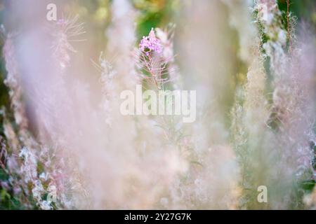 blühende Wildblumen im Sommer Banque D'Images