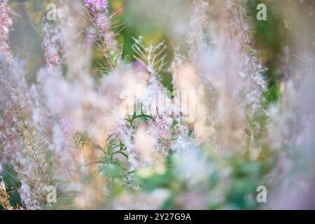 blühende Wildblumen im Sommer Banque D'Images