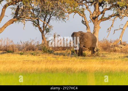 Photo en téléobjectif d'un éléphant d'Afrique -Loxodonta Africana- pageant sur les rives de l'Okavango, dans le delta de l'Okavango, au Botswana, autour du coucher du soleil. Banque D'Images