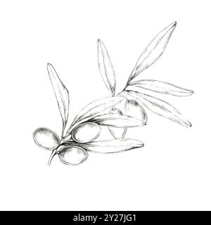 Un délicat crayon dessinant clipart d'une petite branche d'olivier avec cinq olives et plusieurs feuilles. Idéal pour une utilisation dans la conception de papeterie, étiquettes de produits naturels, ou élément dans divers modèles d'impression Banque D'Images