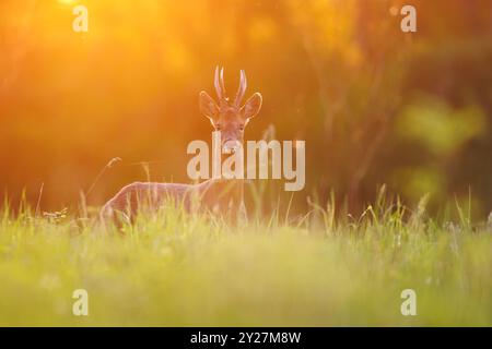 Roe buck dans une prairie d'été luxuriante au coucher du soleil Banque D'Images