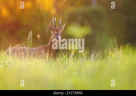 Roe buck dans une prairie d'été luxuriante au coucher du soleil, se nourrissant de papillons Banque D'Images