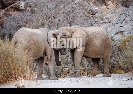 Éléphant(s) adapté(s) au désert (Loxodonta africana) en Namibie, Afrique Banque D'Images