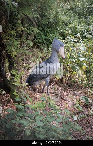 Shoebill (Balaeniceps rex) aka Whalebill, cigogne à tête de baleine, cigogne à bec de chaussure au Pairi Daiza à Brugelette, Belgique Banque D'Images