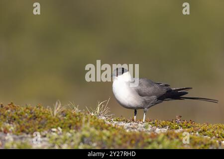 Skua à longue queue, Norvège Banque D'Images