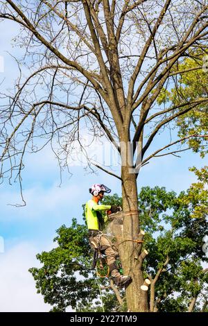 Detroit, Michigan - Un travailleur pour un service d'enlèvement d'arbres coupe un arbre mort. Banque D'Images