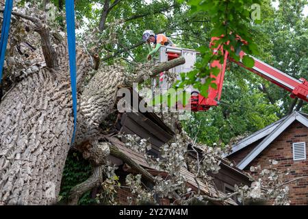 Detroit, Michigan - Une tempête avec des rafales de vent de 70 km/h a soufflé sur un cottonwood de 15 tonnes et 110 pieds, endommageant trois maisons dans le quartier de Morningside. A doz Banque D'Images