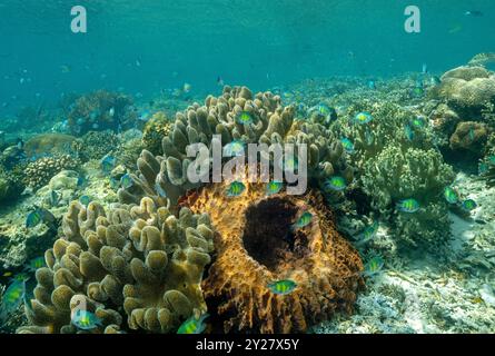 Récif pittoresque avec coraux en cuir, Sinularia sp., et demoiselles cornes de pierre, Amblyglyphidodon curaçao, Raja Ampat Indonésie. Banque D'Images