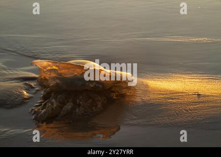 Méduse baril, échouée sur la plage dans la lumière mystérieuse du soleil couchant Banque D'Images