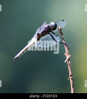 Un rare chasseur (Libellula fulva) Dragonfly à Combe Hill nature Reserve Gloucestershire UK Banque D'Images