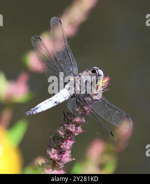 Un rare chasseur (Libellula fulva) Dragonfly à Combe Hill nature Reserve Gloucestershire UK Banque D'Images