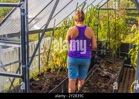 Femme retire les vieilles plantes de tomates de la serre à l'automne pour se préparer à l'hiver. Suède. Banque D'Images