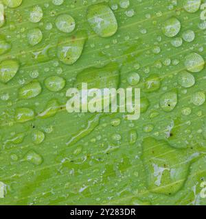 Perles d'eau sur une feuille Banque D'Images