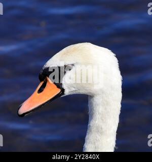 Tête et cou d'un cygne muet adulte (cygnus olor), baie de Cardiff, Galles du Sud, Royaume-Uni. Prise en septembre 2024 Banque D'Images