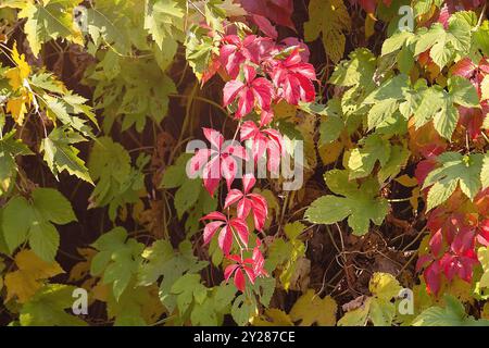 De belles feuilles rouges de raisins jeunes pousses en gros plan par une journée ensoleillée. Nature Banque D'Images