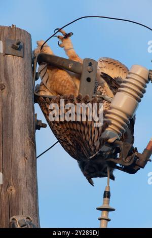 Le grand hibou à cornes (Bubo virginianus) adulte pend des lignes sur le poteau électrique. L'électrocution sur les lignes électriques est un danger important pour les rapaces perchés. Banque D'Images