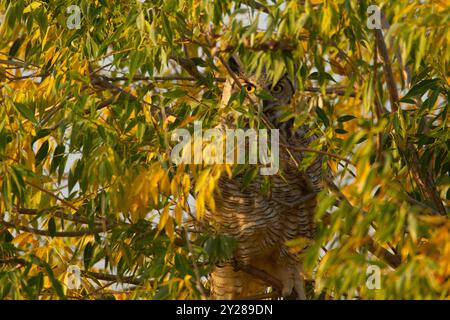 Grand hibou à cornes adultes bien caché (Bubo virginianus) pairs de derrière le rideau de feuilles. Le camouflage du hibou correspond presque parfaitement au feuillage d’automne. Banque D'Images