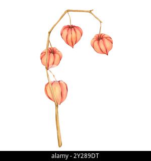 Aquarelle Physalis illustration ensemble de baies d'automne dessinant en couleur orange croquis botanique cerise d'hiver. Lanterne chinoise clip art plante lys pour Banque D'Images