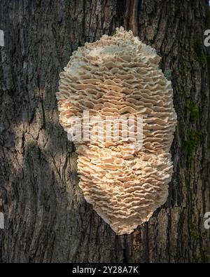 Champignon des dents du Nord, Climacodon septentrionalis, champignon massif poussant sur un arbre en Finlande. Climacodon septentrionalis poussant sur arbre. Banque D'Images